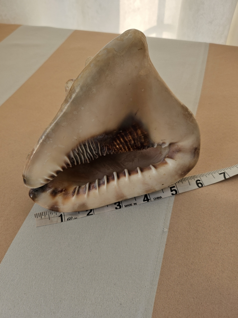 Large Vintage  Shell Decor - Striped  Conch Heavy King Horn Helmet Tiger Stripe